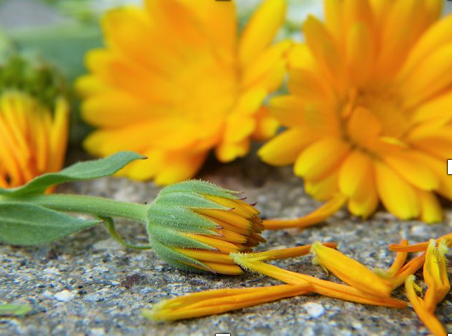 Raw Hide Sports Cream with Marigold Root